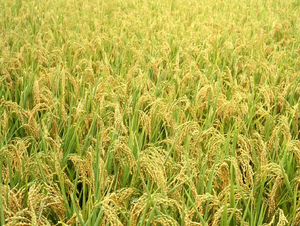 Mature BILOHF rice field